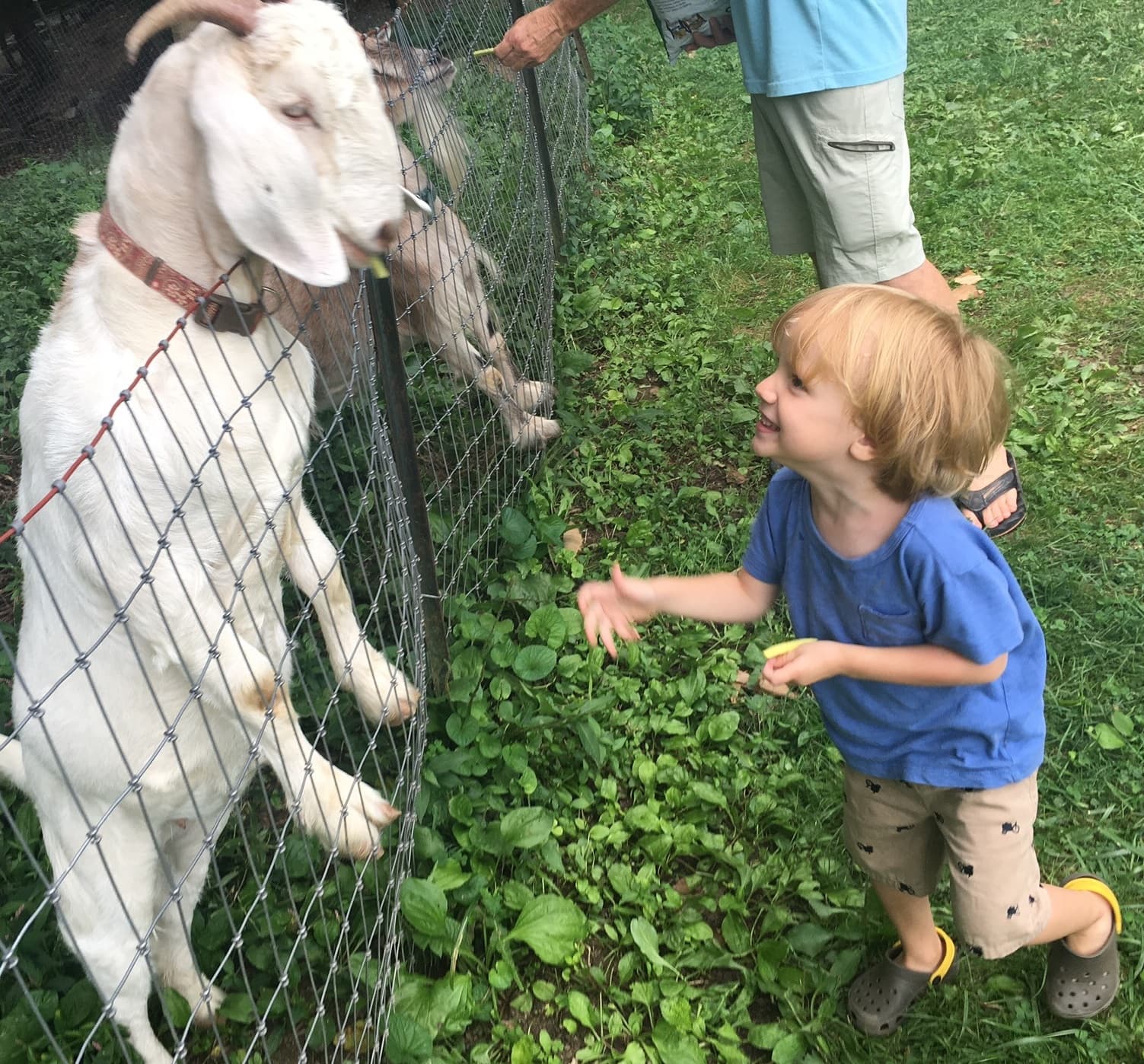 Is Goat Milk Formula Healthier? 4 Goat Milk Formulas Reviewed