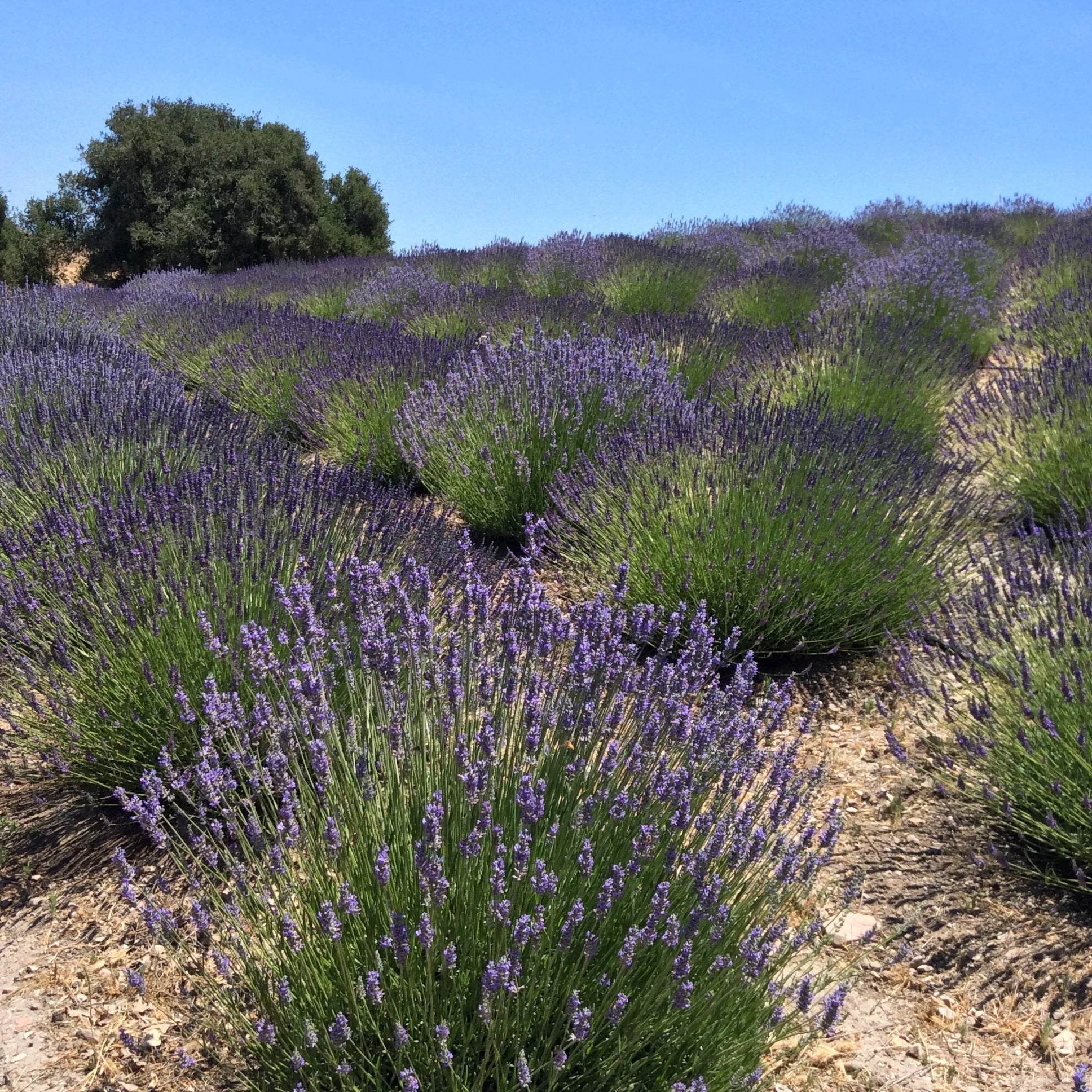 California Baby (Certified Organic)™ Lavender Sachet