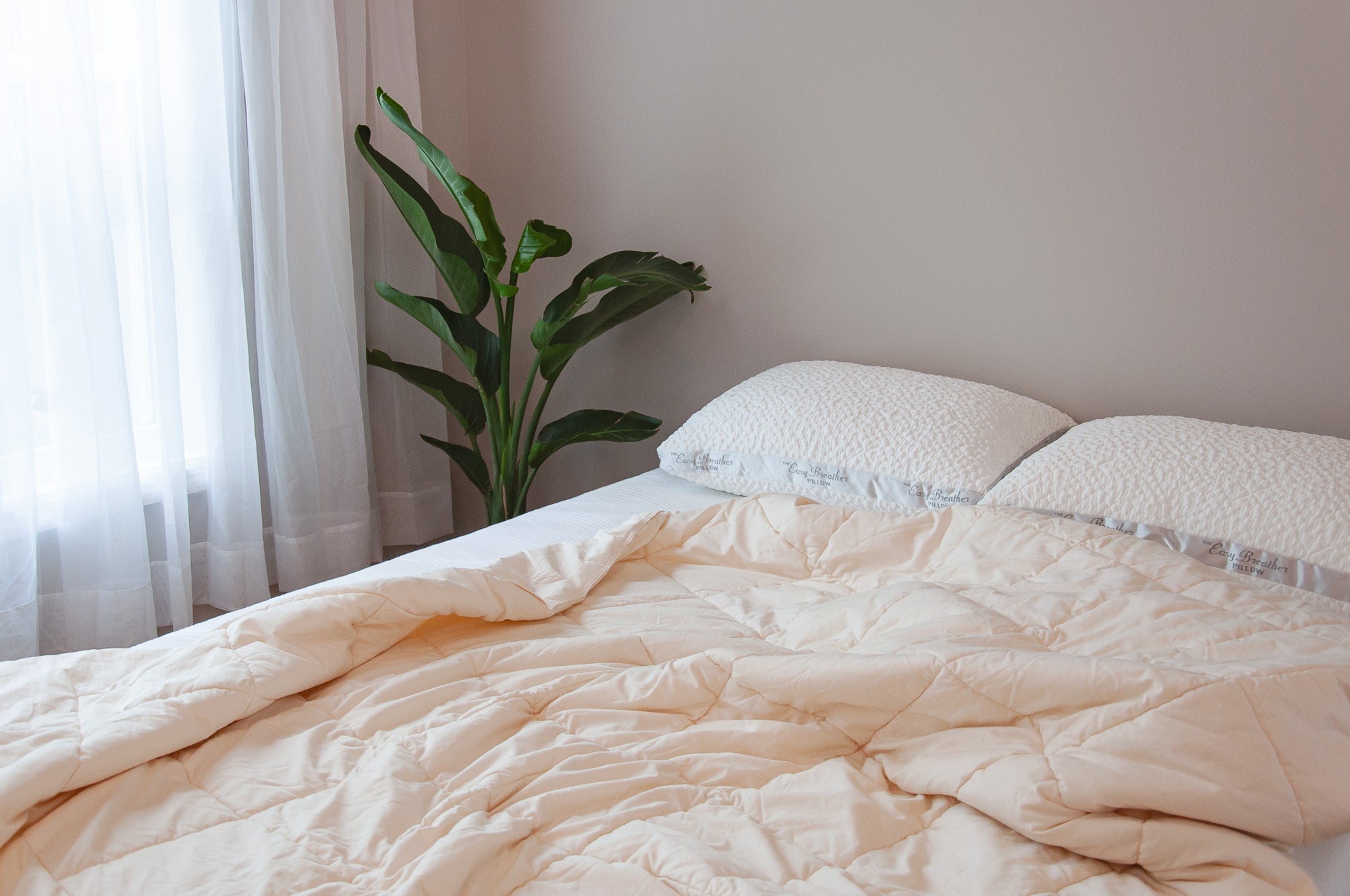 Neatly made bed with beige comforter and white pillows in a room with a plant and window.