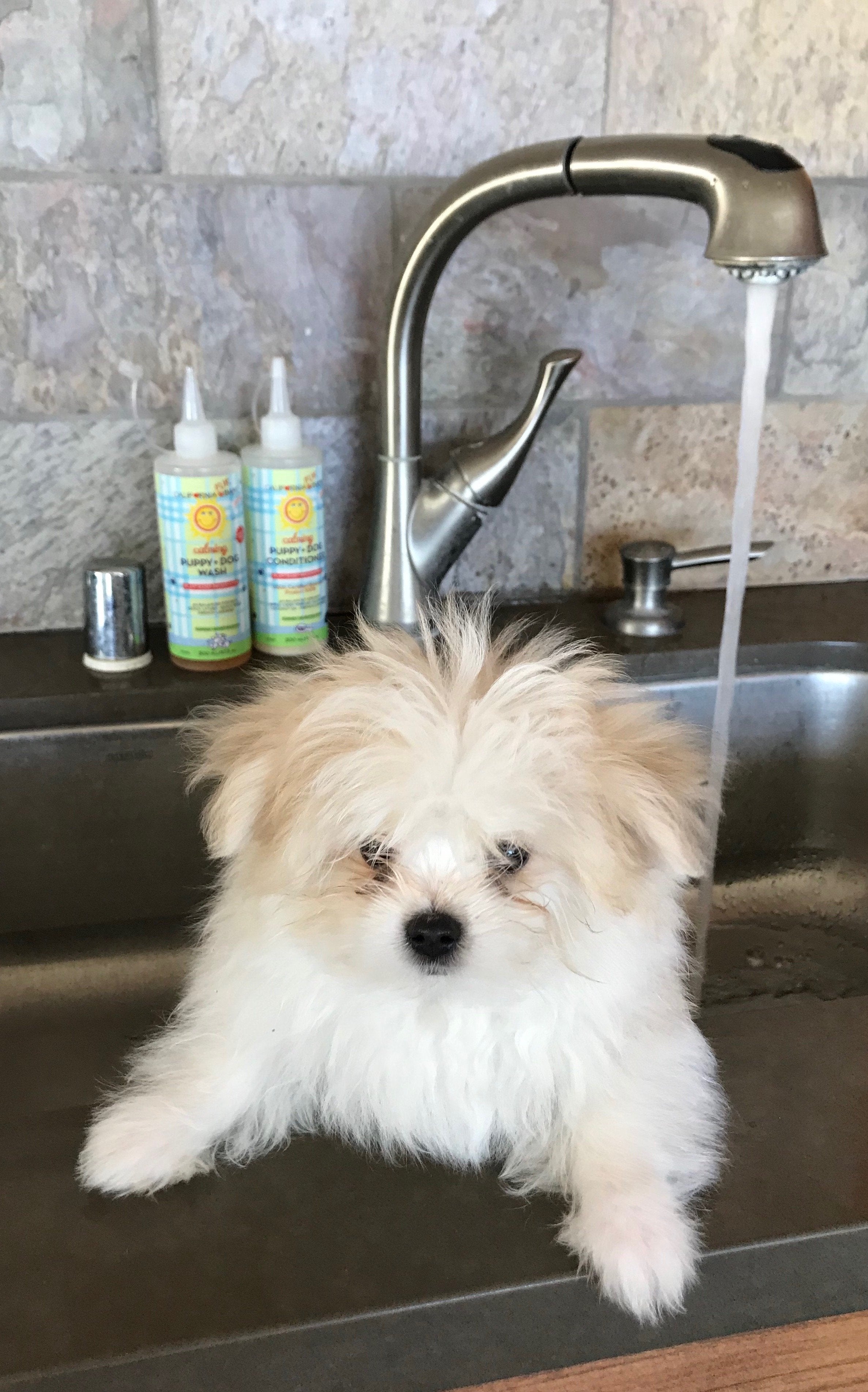 California Baby Calming™ Puppy + Dog Wash & Conditioner Set