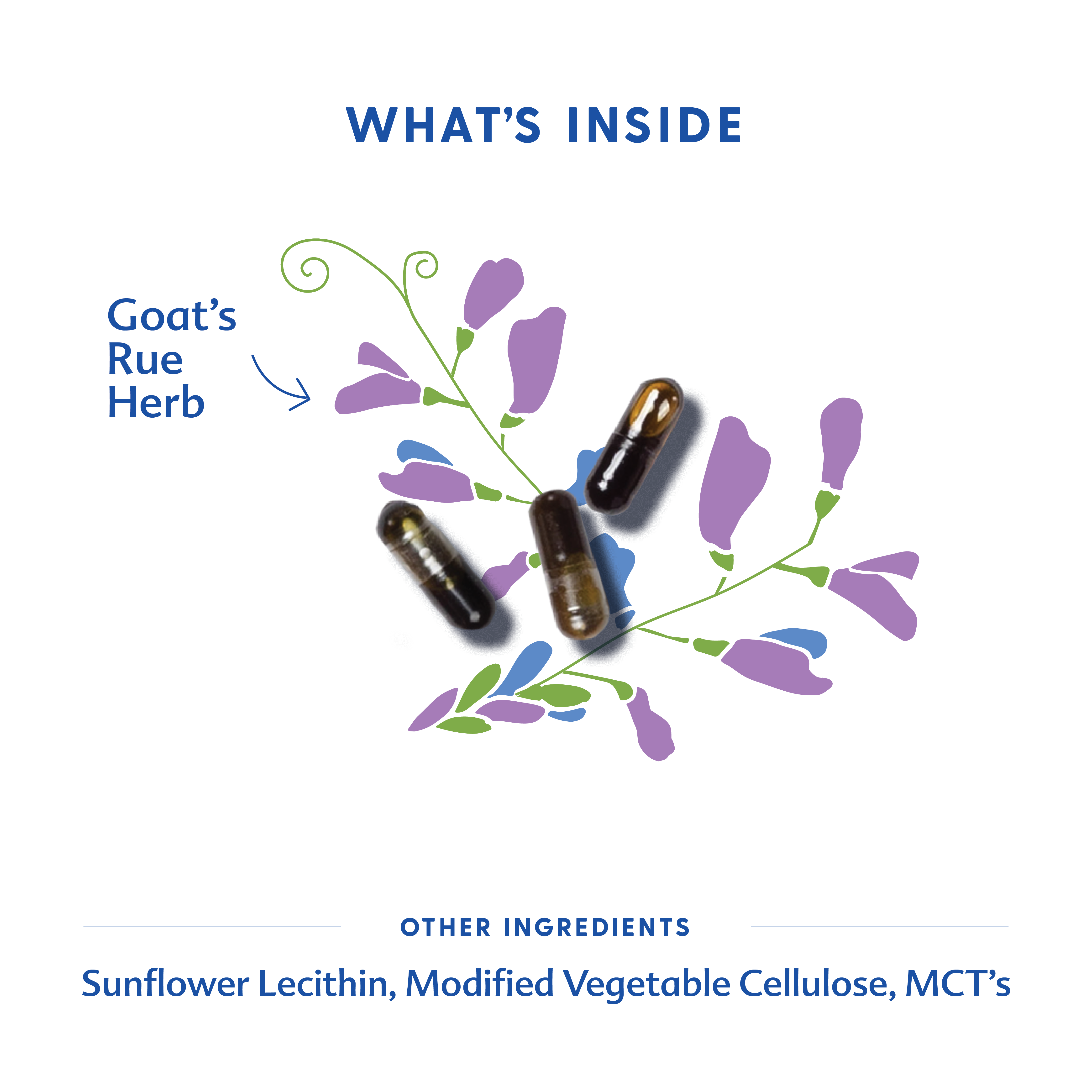Motherlove Herbal Company Goat's Rue - Liquid Capsules