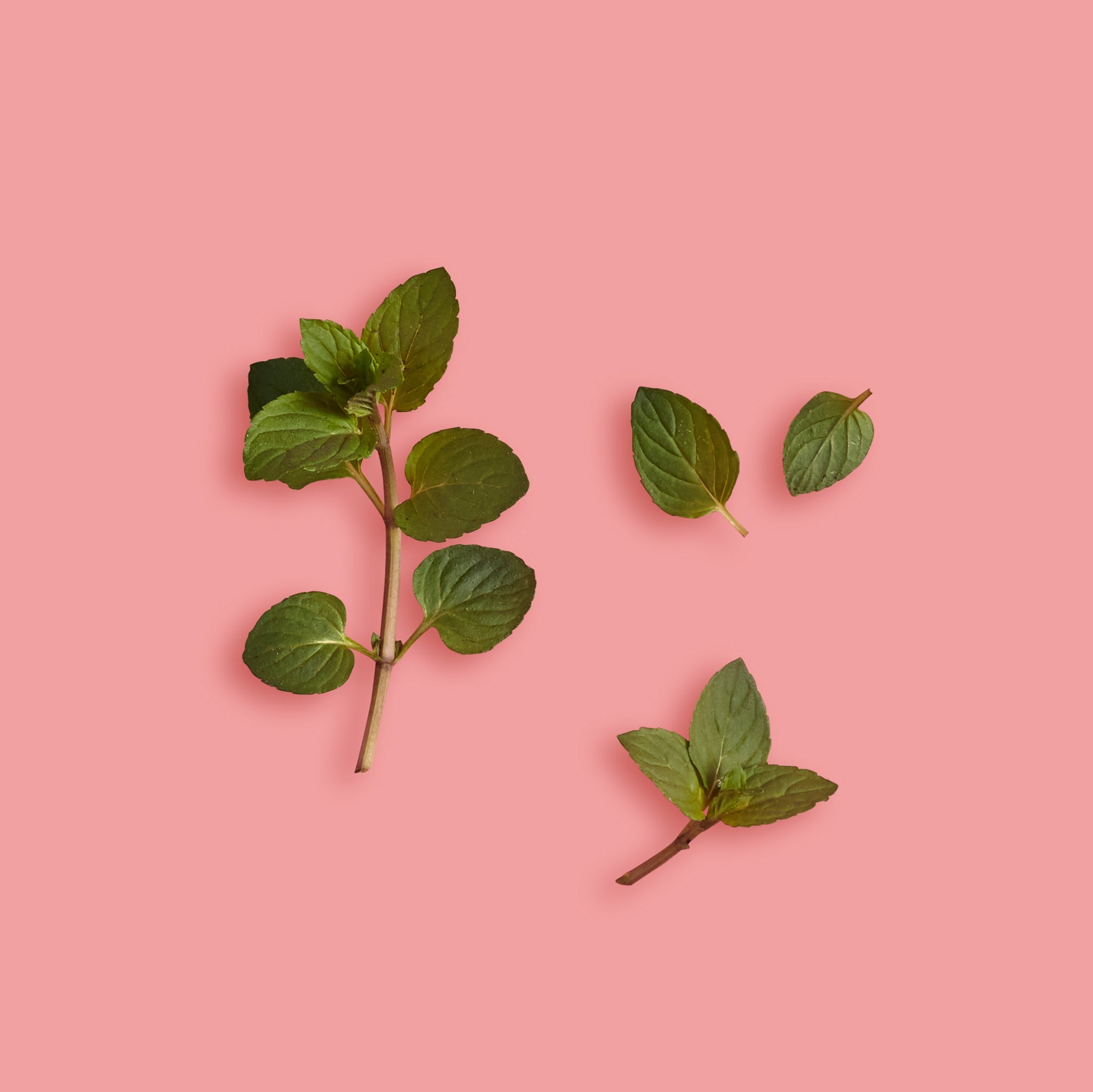Green leaves on a pink background
