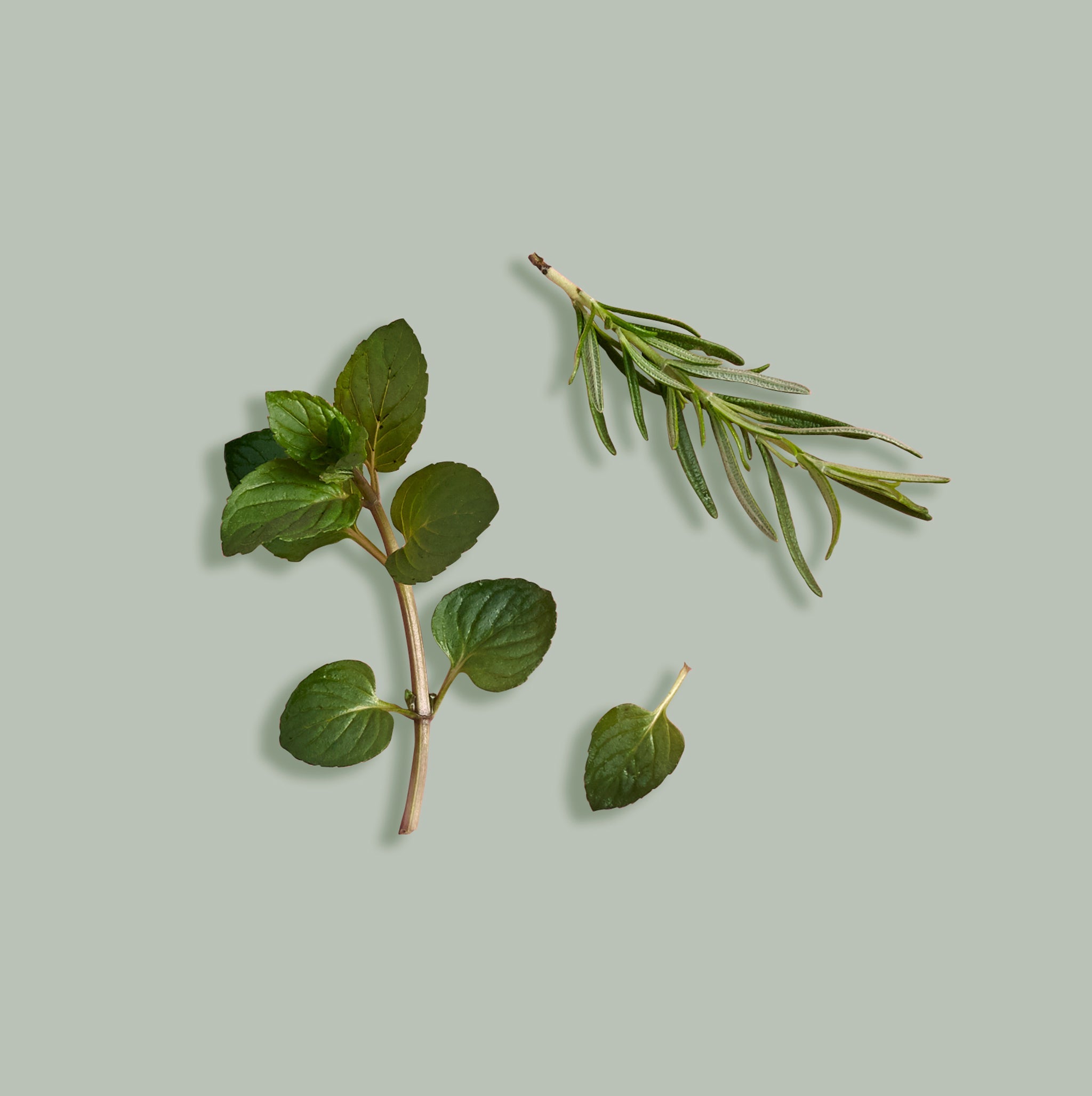 Two branches of green leaves on a light gray background