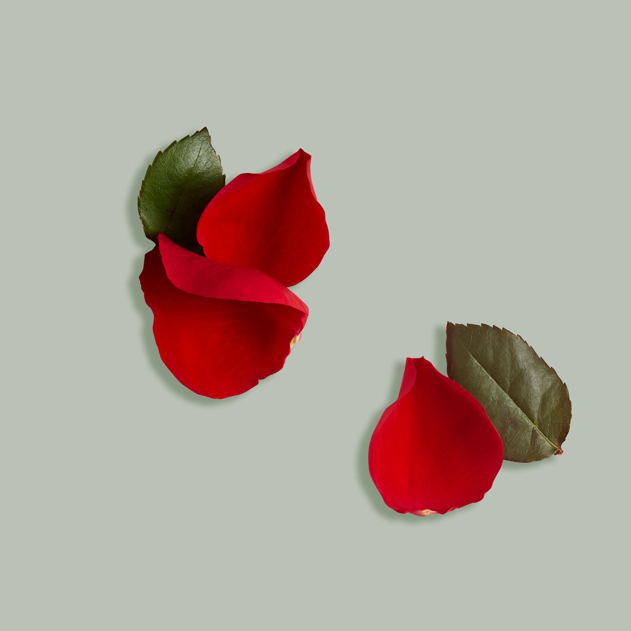 Red rose petals with green leaves on a light gray background