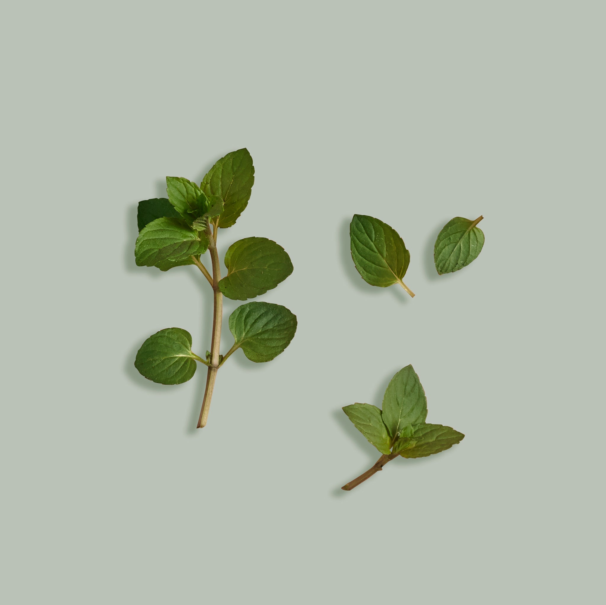 Green leaves on a light green background