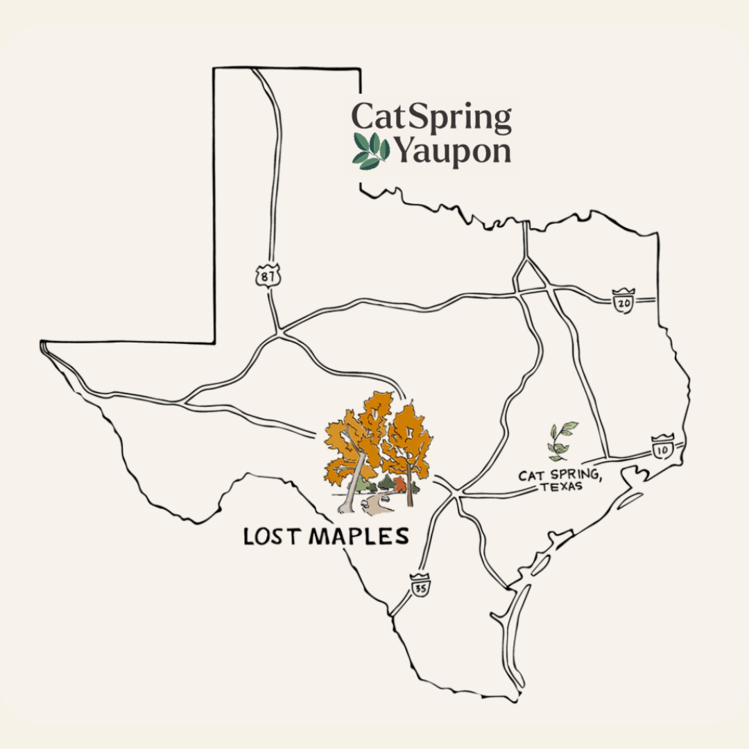 CatSpring Yaupon Case of Lost Maples Medium Roast Yaupon – Bold & Complex  –  Loose Leaf & Tea bags