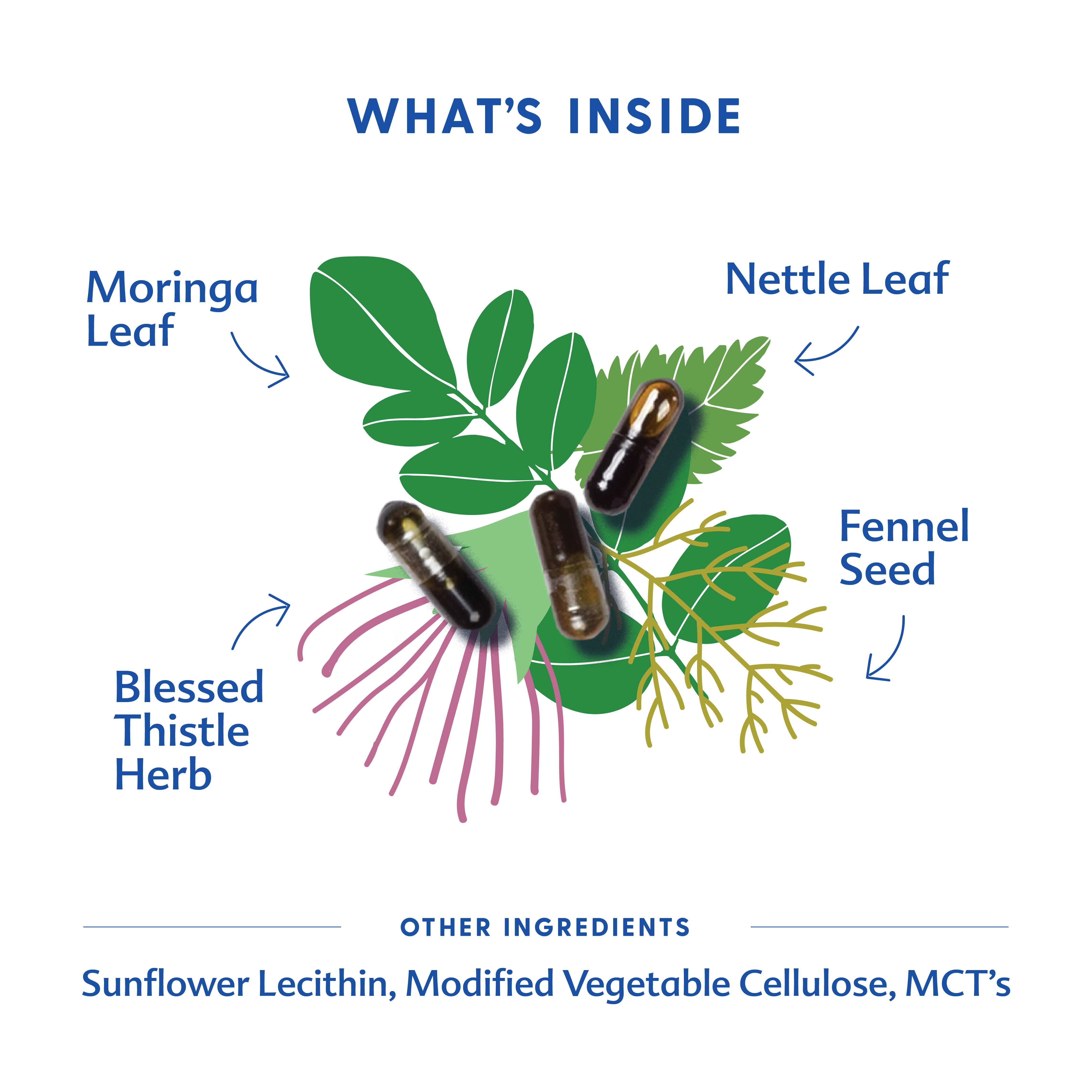 Motherlove Herbal Company More Milk® Moringa - Liquid Capsules