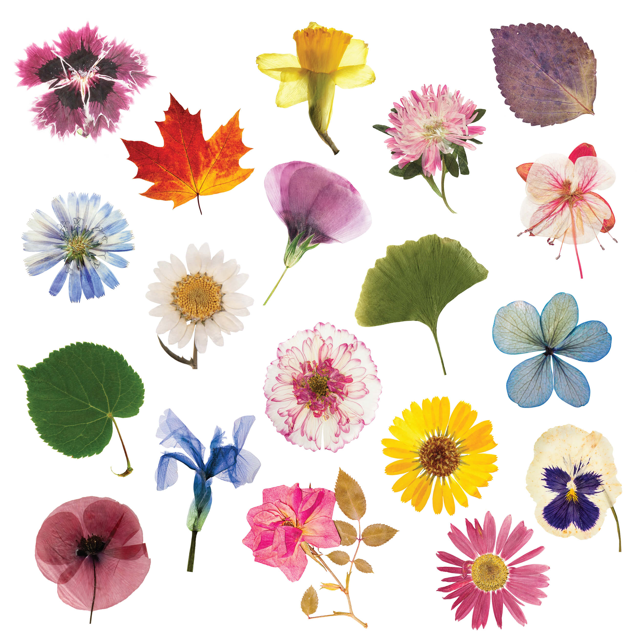 Elseware Unplug Nature & Paper Craft Set