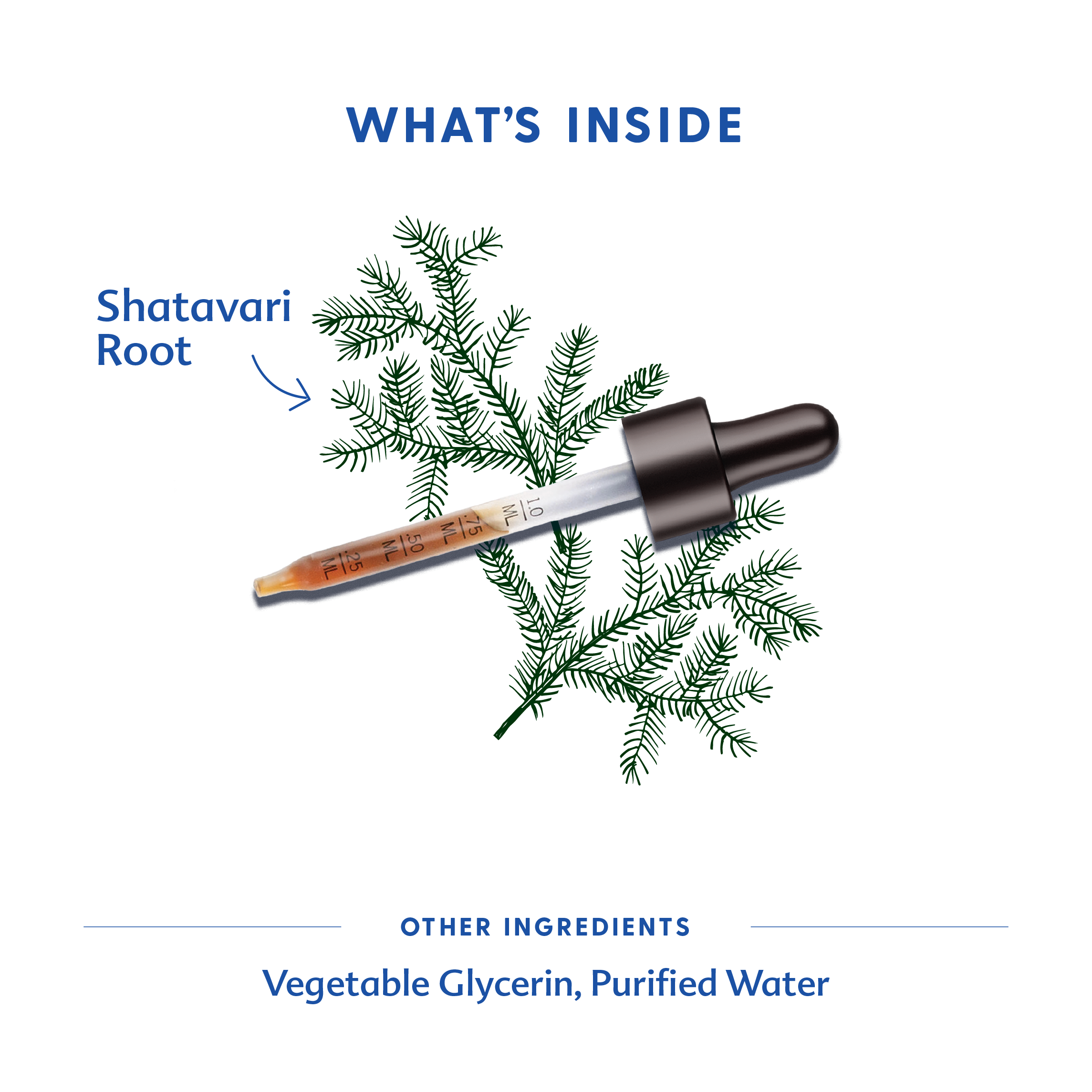 Motherlove Herbal Company Shatavari - Tincture