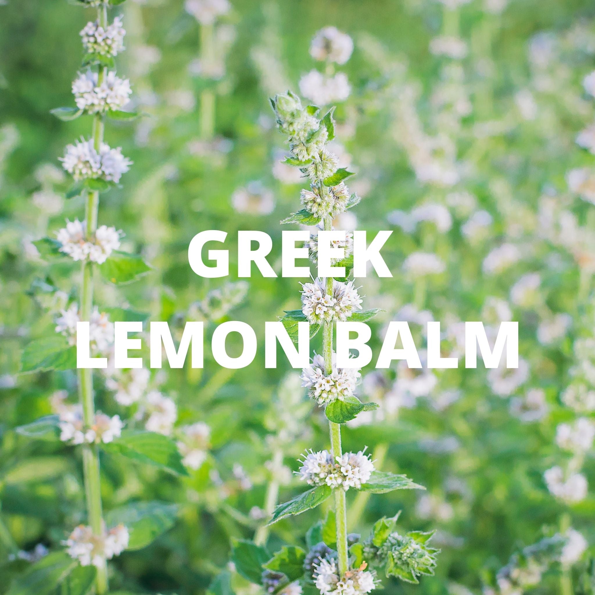 Greek Superherbs Calm Tea