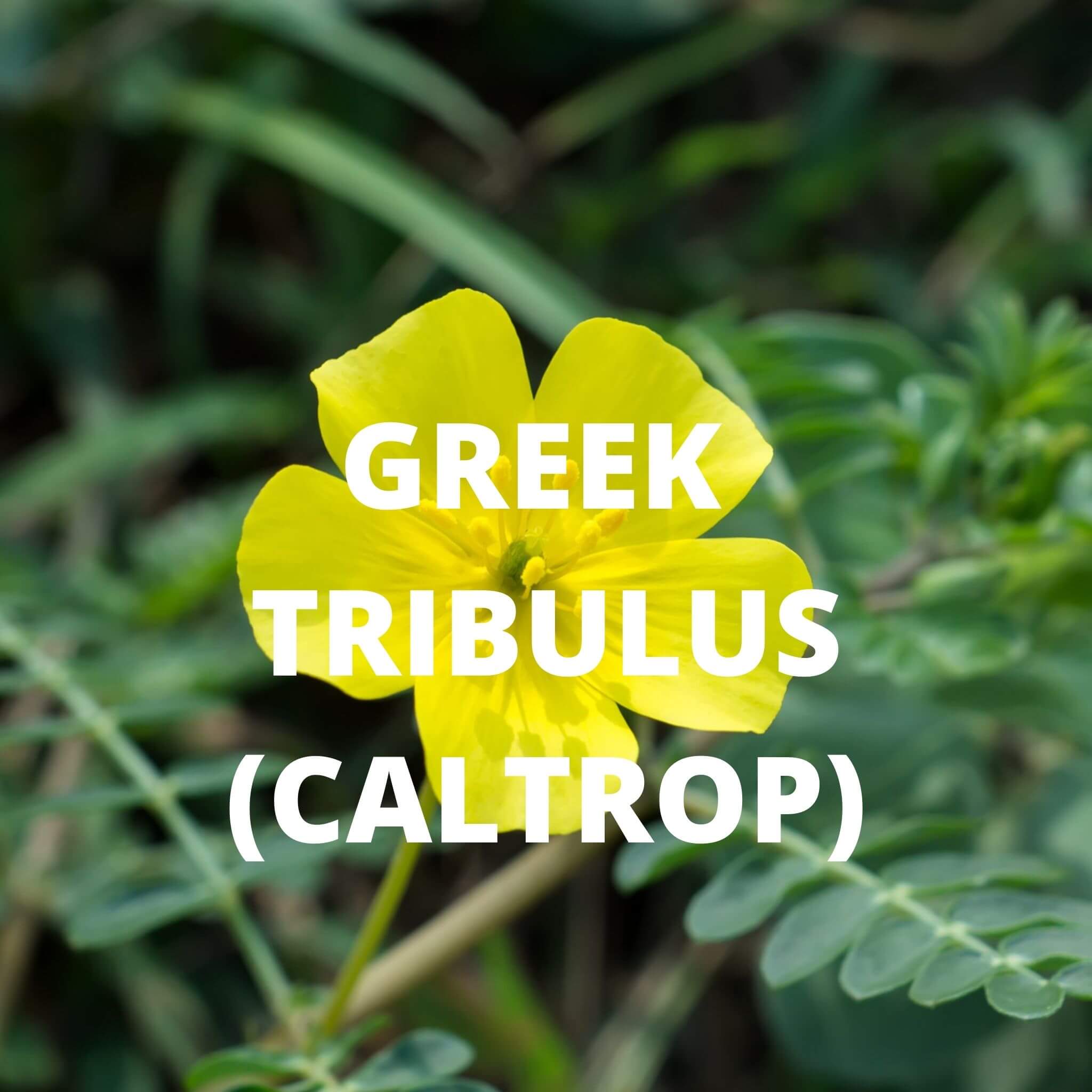 Greek Superherbs Crete Tea
