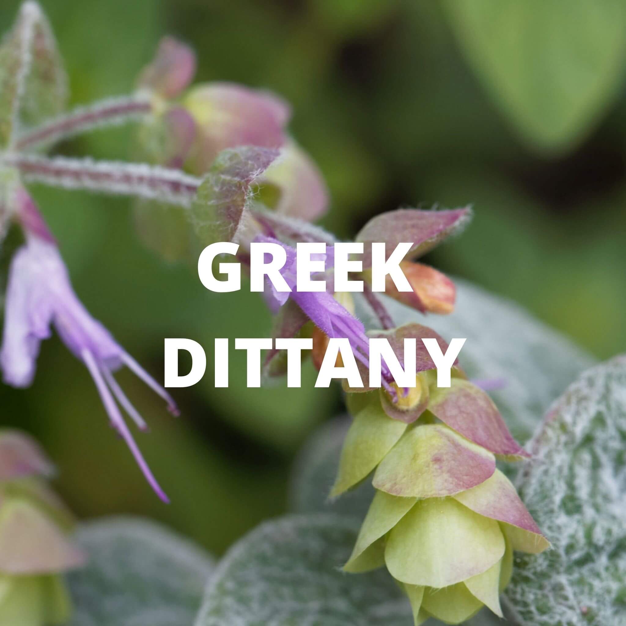 Greek Superherbs Crete Tea