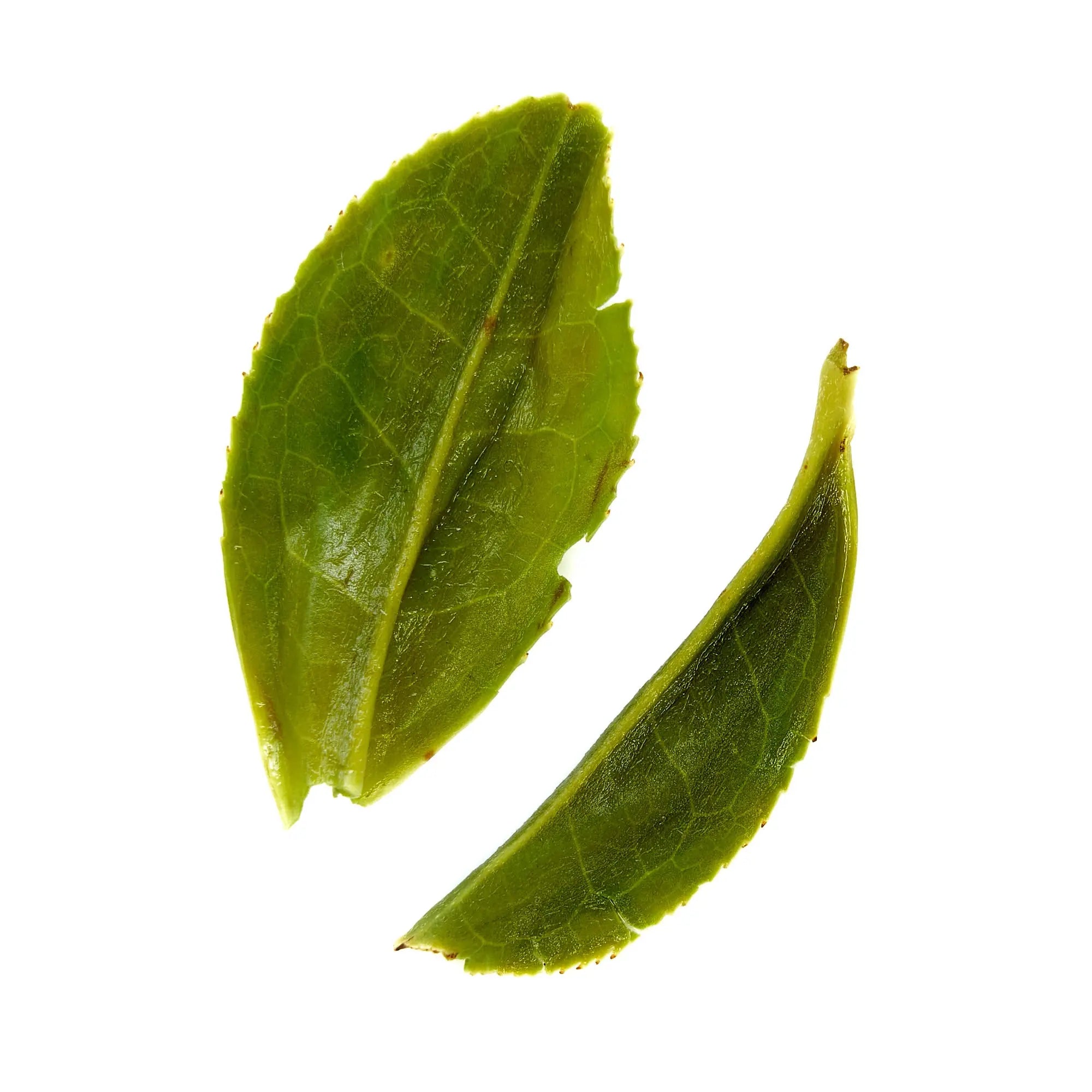 August Uncommon Tea Rare Leaves Emerald - Single Estate Pi Lo Chun Green Tea