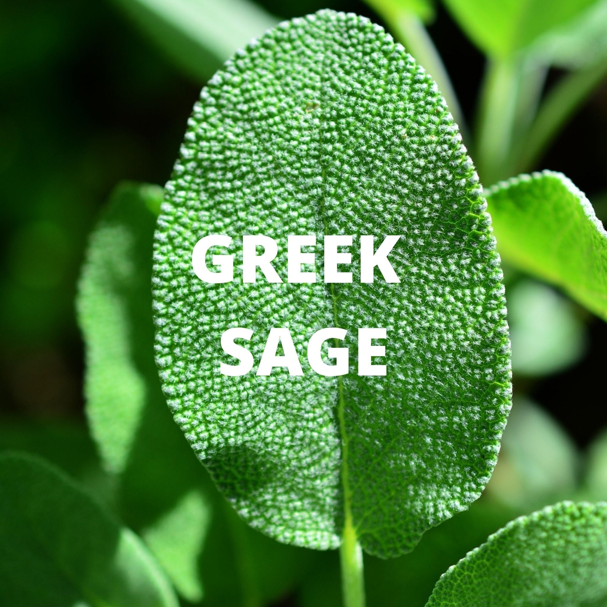 Greek Superherbs Focus Tea