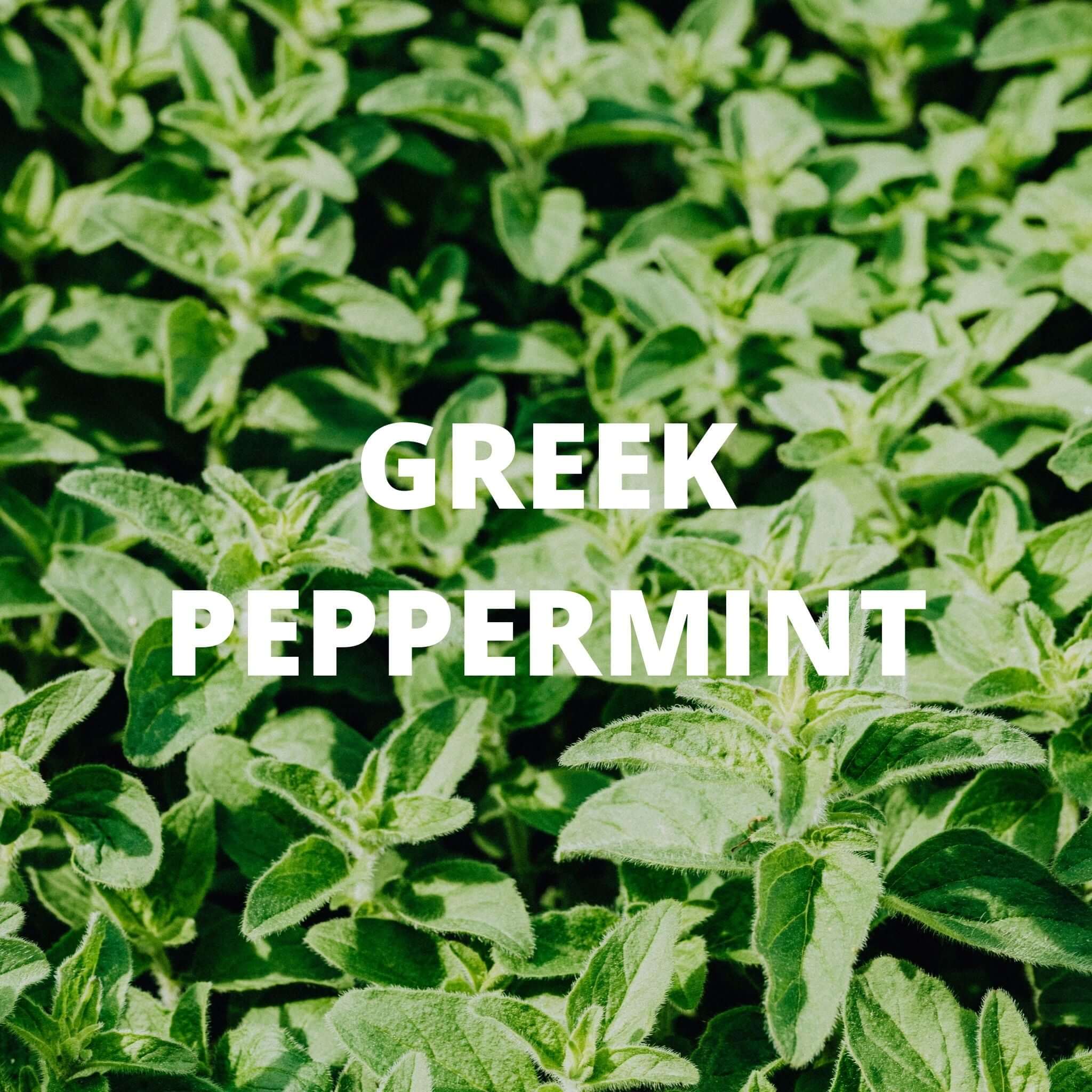 Greek Superherbs Focus Tea