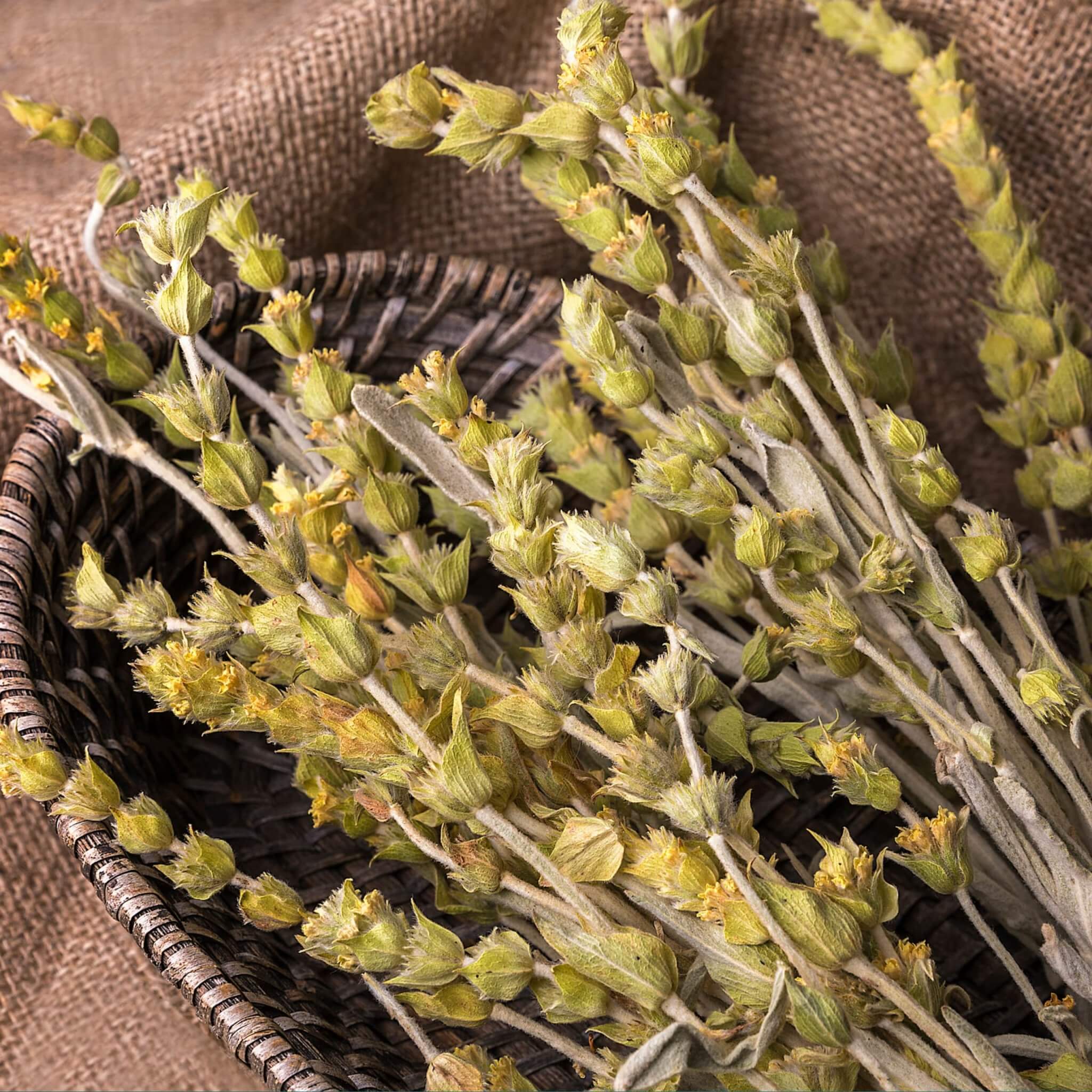 Greek Superherbs Greek Mountain Tea (Mount Olympus)