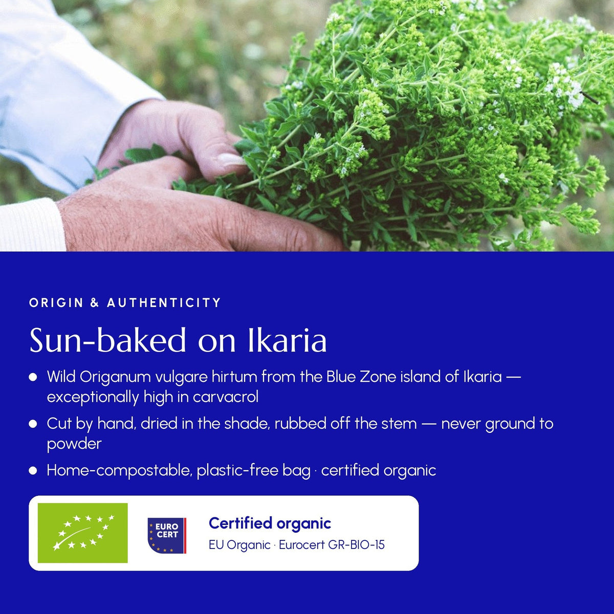 Greek Superherbs Greek Oregano (Ikaria Blue Zone)