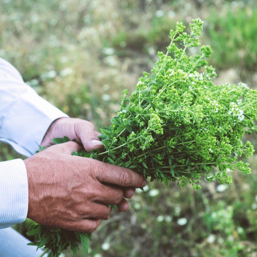 Greek Superherbs Greek Oregano (Ikaria Blue Zone)