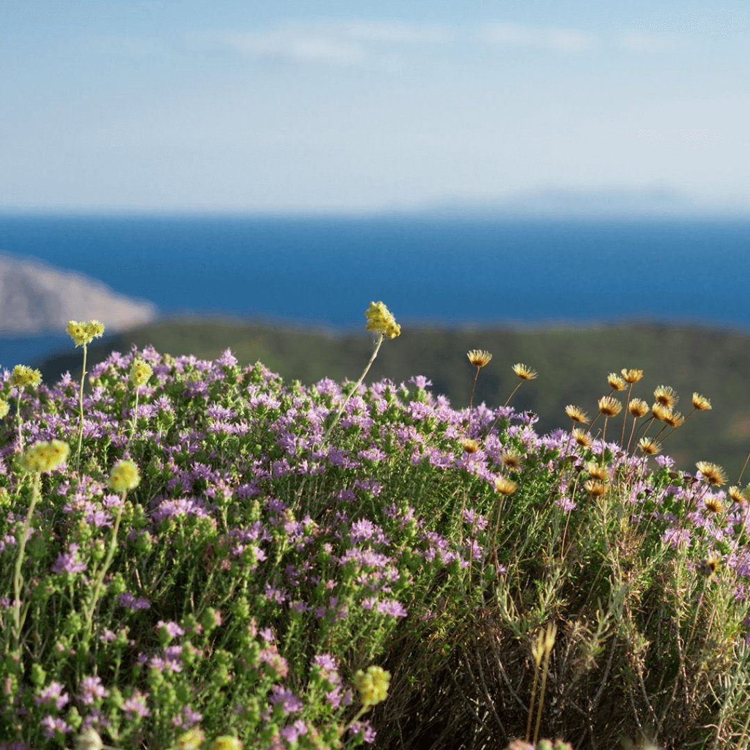 Greek Superherbs Greek Oregano (Ikaria Blue Zone)