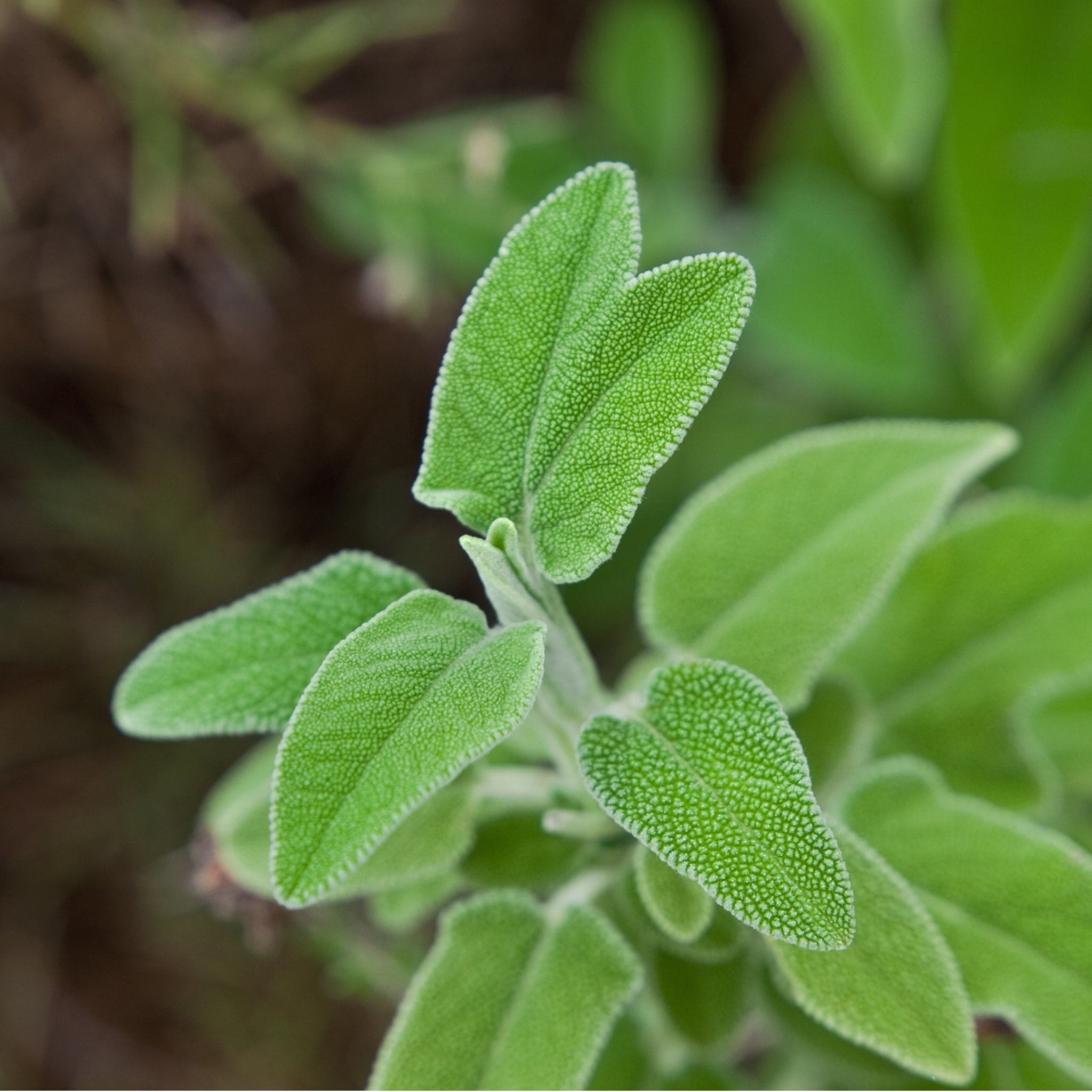 Greek Superherbs Greek Sage (Ikaria, Blue Zone)