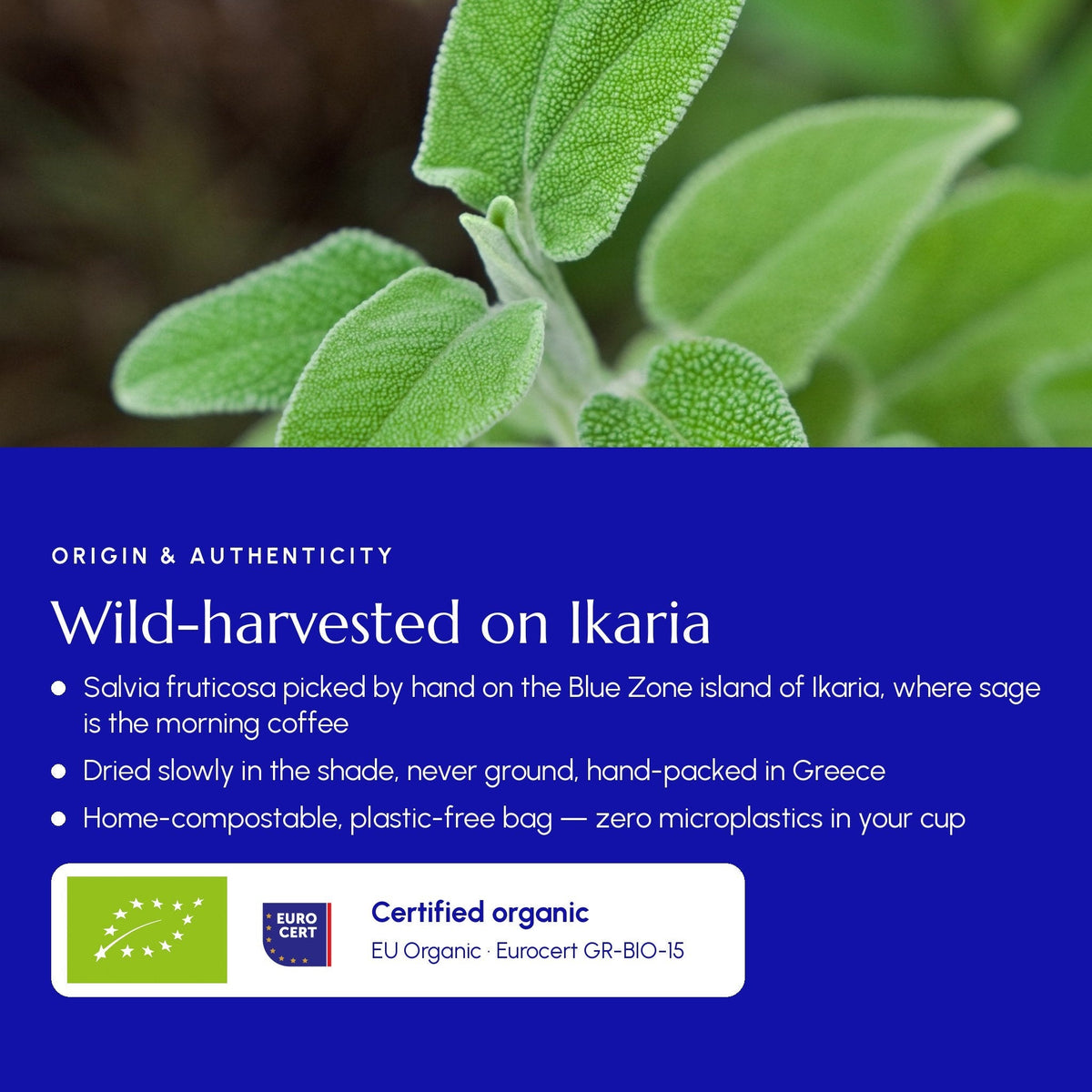 Greek Superherbs Greek Sage (Ikaria, Blue Zone)