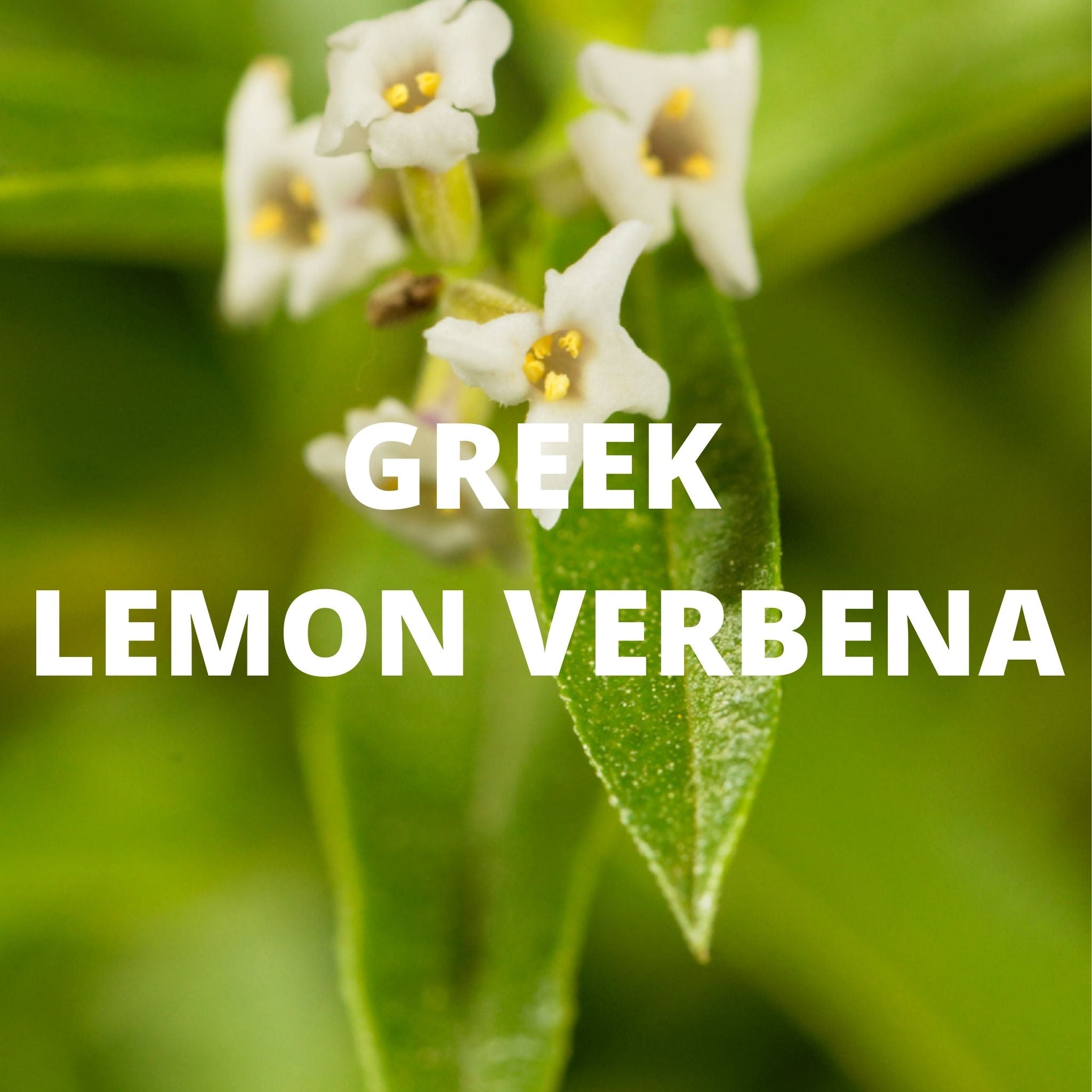 Greek Superherbs Immune Tea