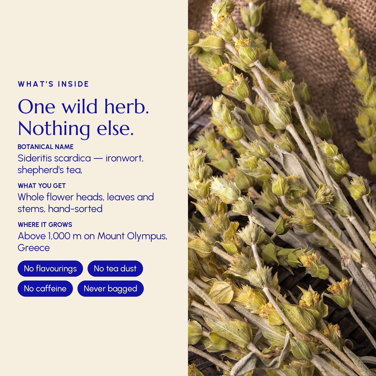 Greek Superherbs Greek Mountain Tea (Mount Olympus)