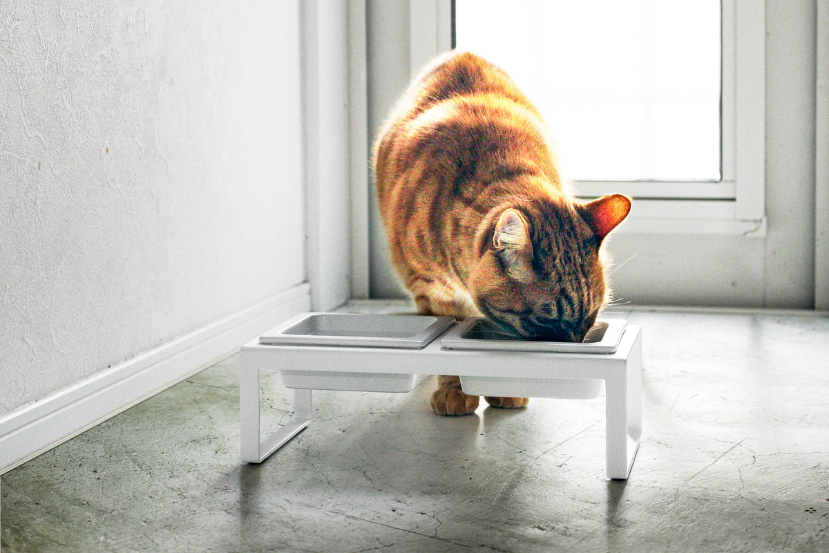 Yamazaki Home Tall Pet Food Bowl - Steel + Ceramic
