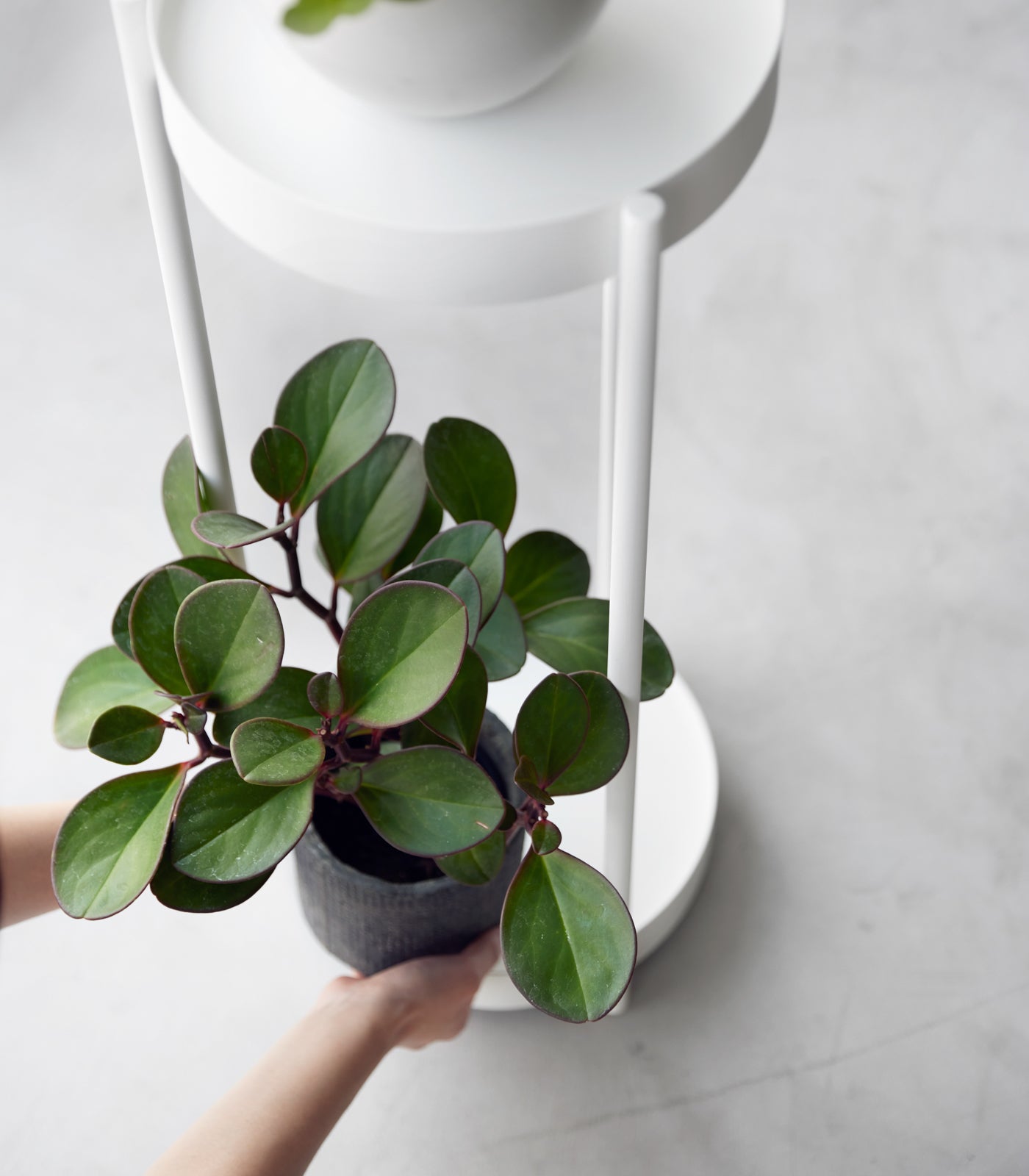 two pot plant stand Two-Tier Rolling Plant Stand (28" H) - Steel