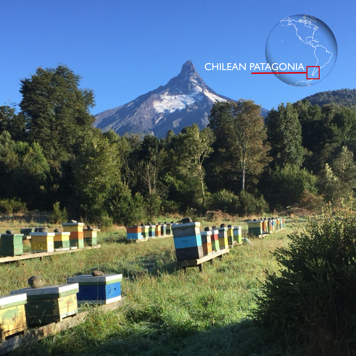 Ulmo Honey Company Ulmo Honey®
