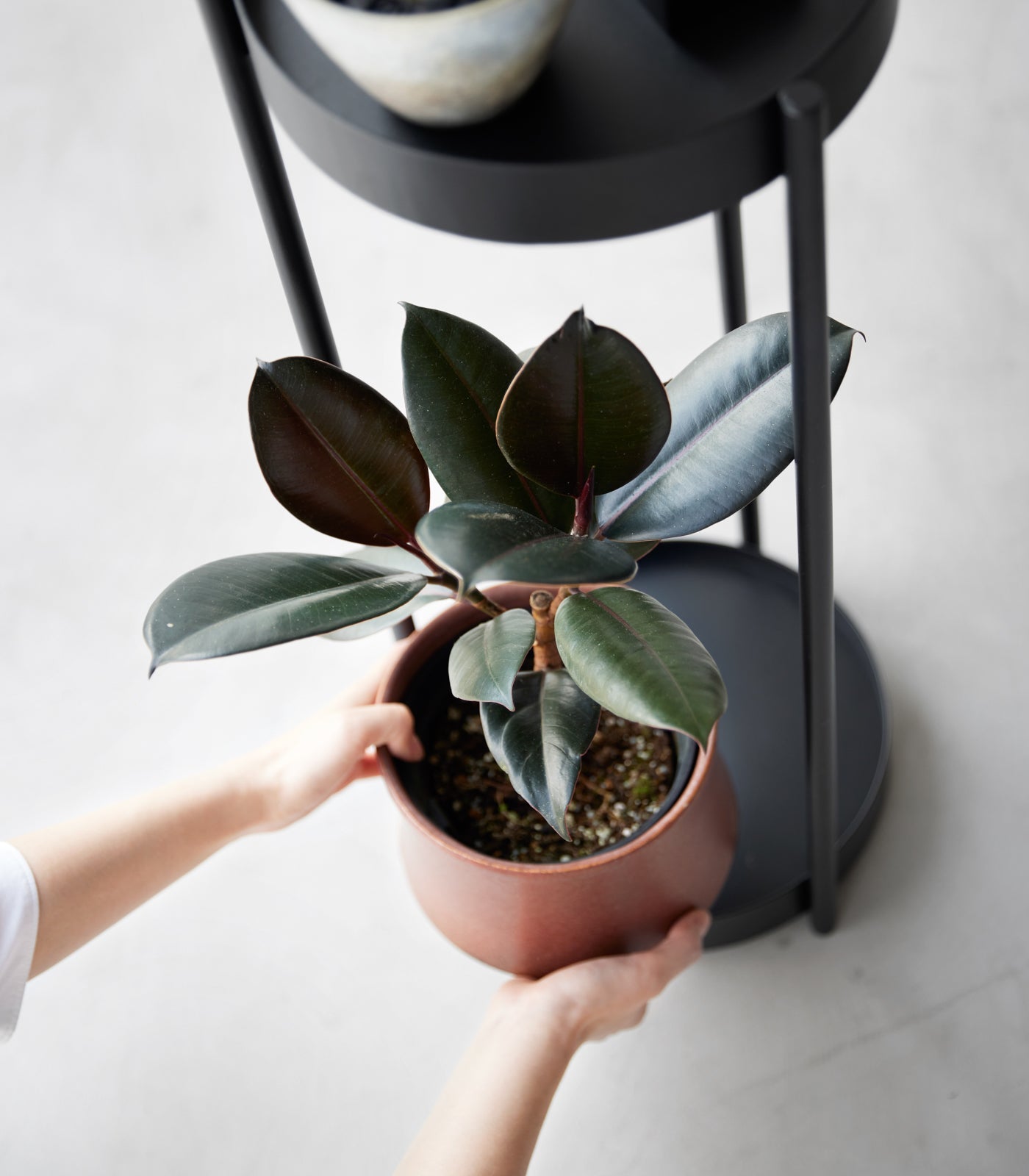 rolling plant stand indoor Two-Tier Rolling Plant Stand (28" H) - Steel