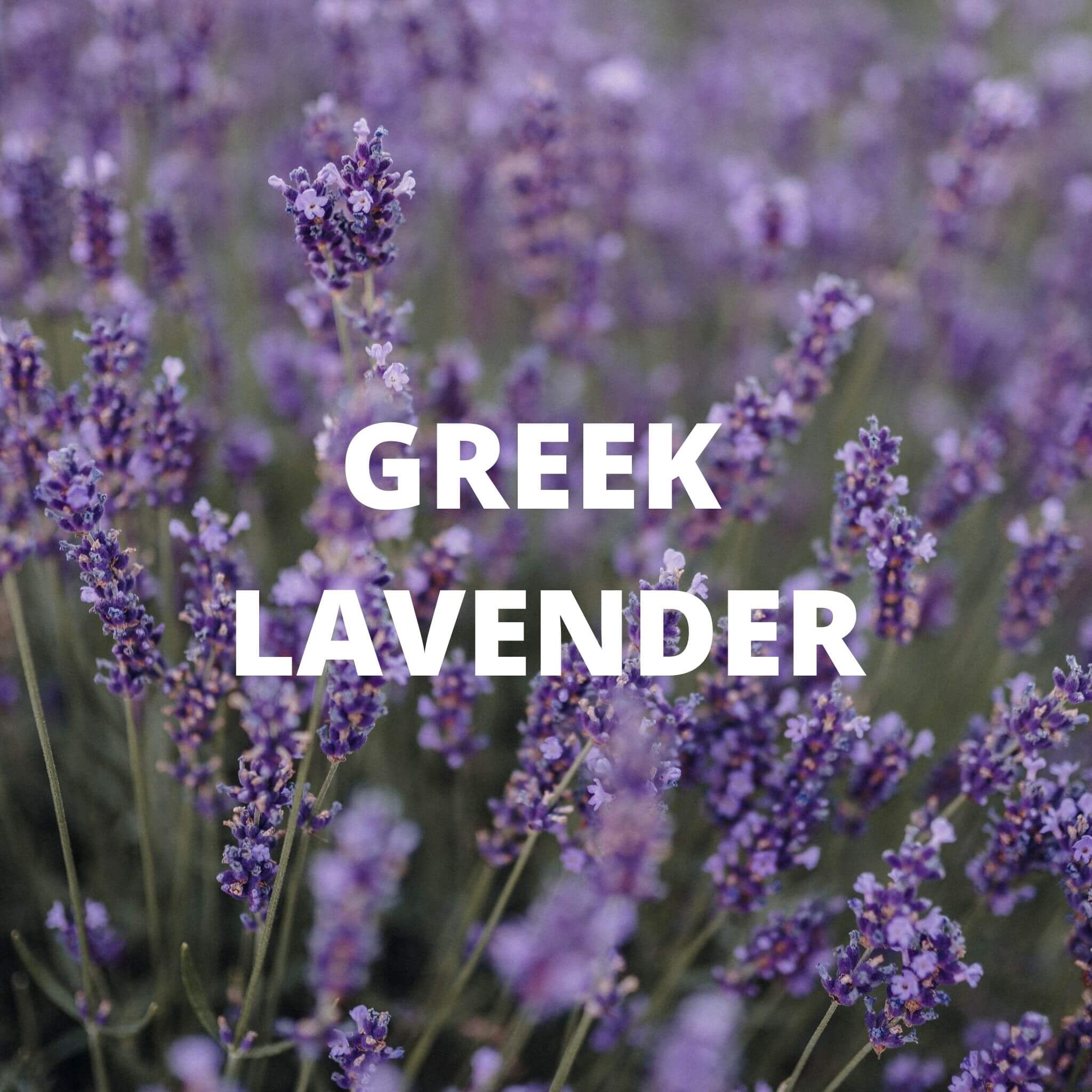 Greek Superherbs Santorini Tea