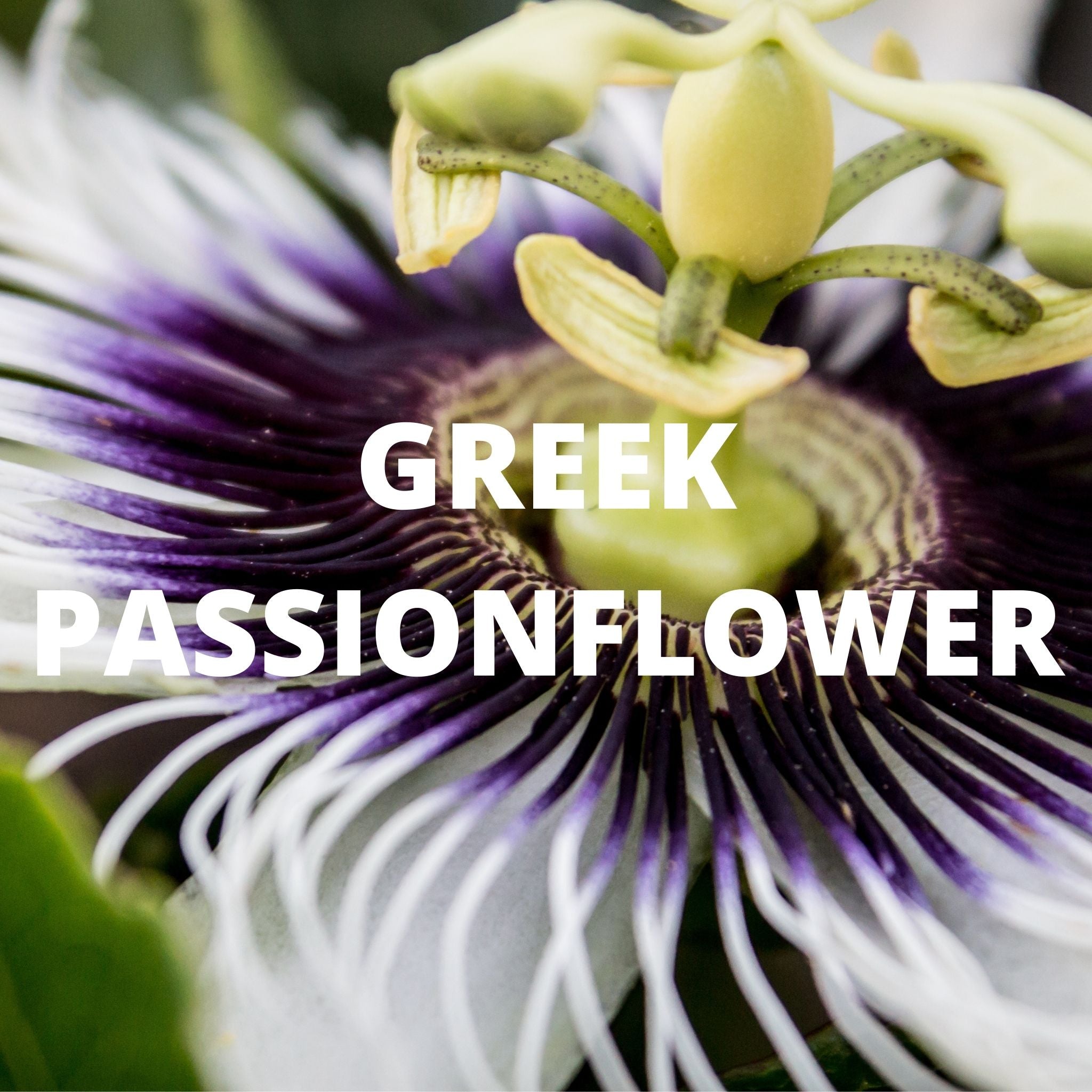 Greek Superherbs Sleep Tea