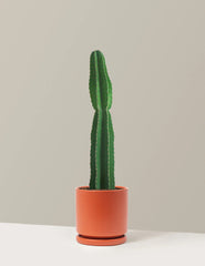 19. Large Peruvian Apple Cactus