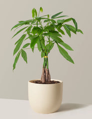 21. Money Tree Plant