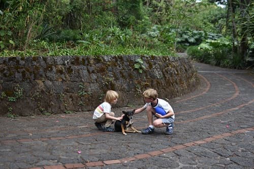 Costa Rica Felix Wolf play with dog Finca Rosa Blanca