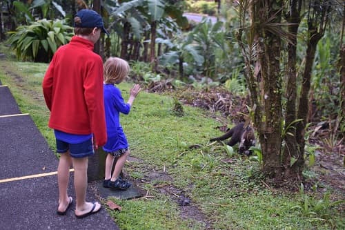 Costa Rica Tabacon breakfast walk with wildlife