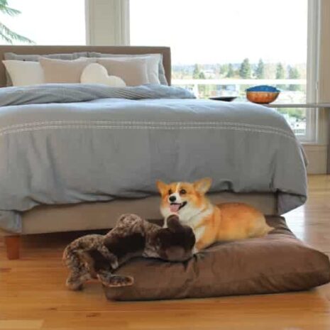 Soaring Heart Organic Dog Bed from Gimme the Good Stuff