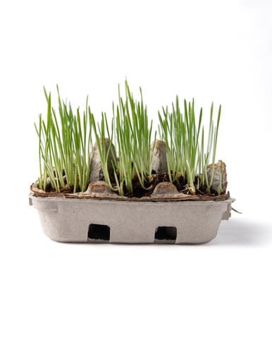 A small egg carton filled with soil and easter grass.