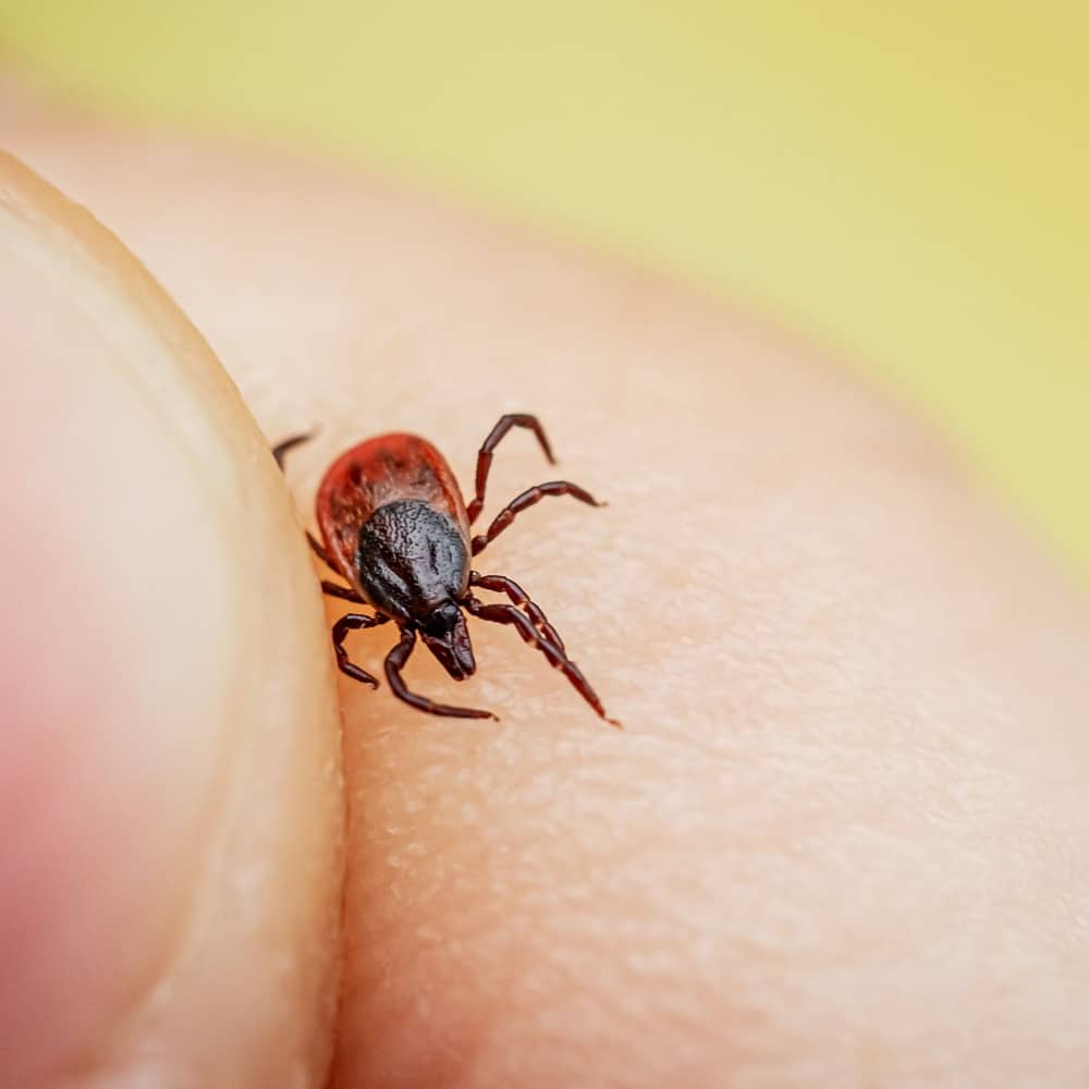 Lyme Disease: What I Wish We’d Known