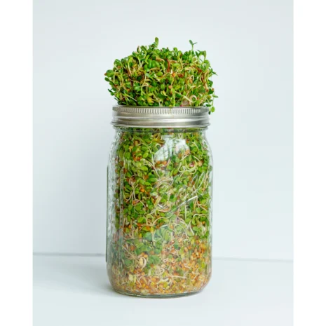A glass ball jar full of sprouts.