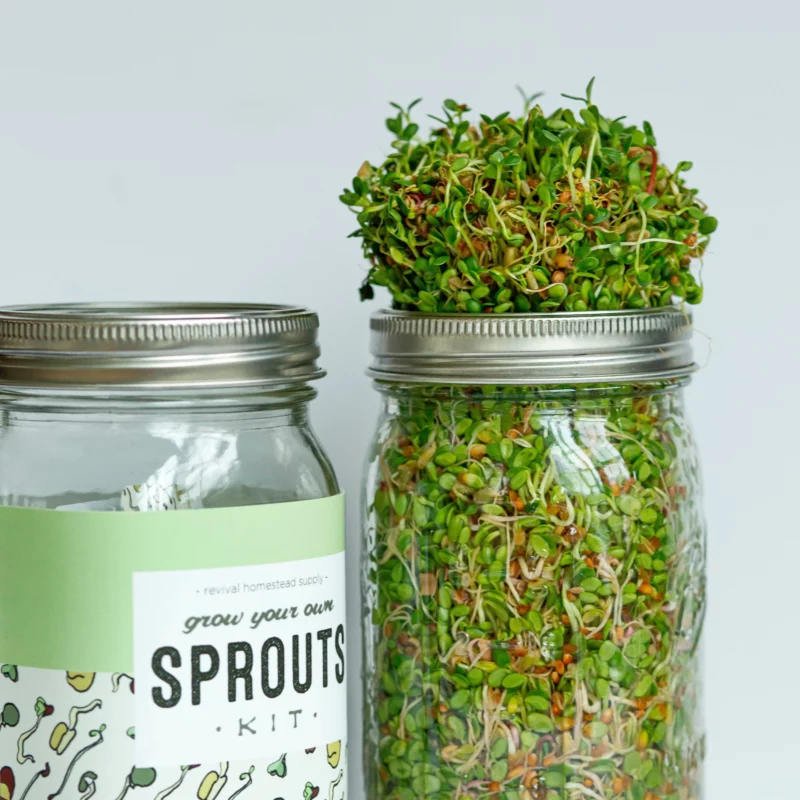 A glass ball jar full of sprouts.