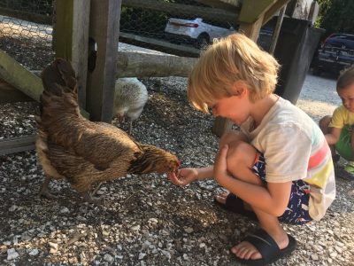 Wolf feeds chicken beach plum farm cape may Gimme the Good Stuff