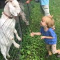 wolfie-with-goat-heritage-creek-farm-camp-gimme-the-good-stuff