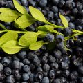 Blueberries for a Healthy Gut