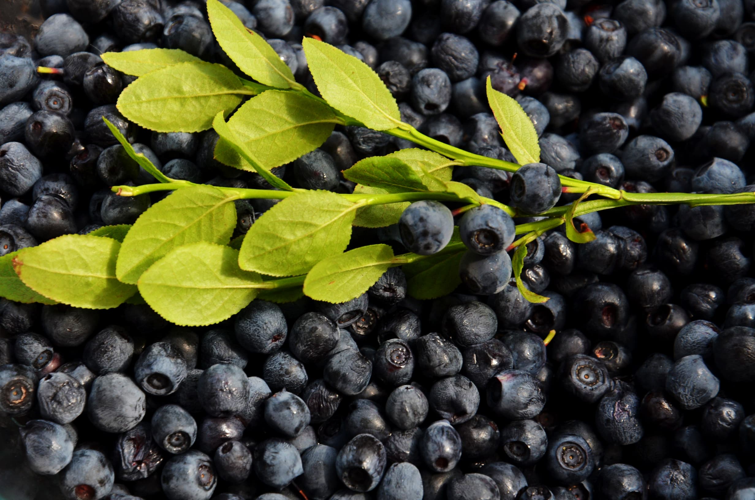 Blueberries for a Healthy Gut