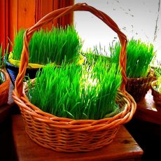 real grass easter basket