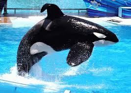 SeaWorld Doesn’t Need Shamu (and I Could Cut Back on a Few Things, Too)